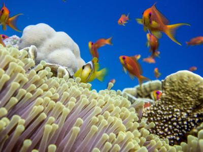 The Red Sea and PAG host the world's most thermotolerant corals. 